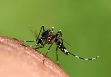 Seis cidades da Bahia estão em epidemia de dengue