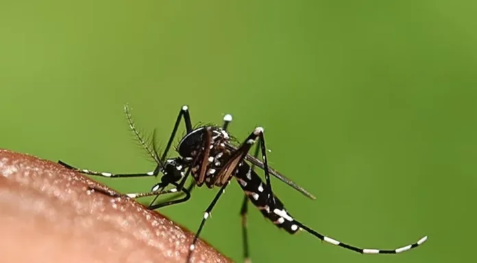 Seis cidades da Bahia estão em epidemia de dengue