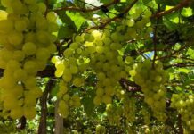 Uvas do Vale do São Francisco passam a ser exportadas para Europa com tarifa zero