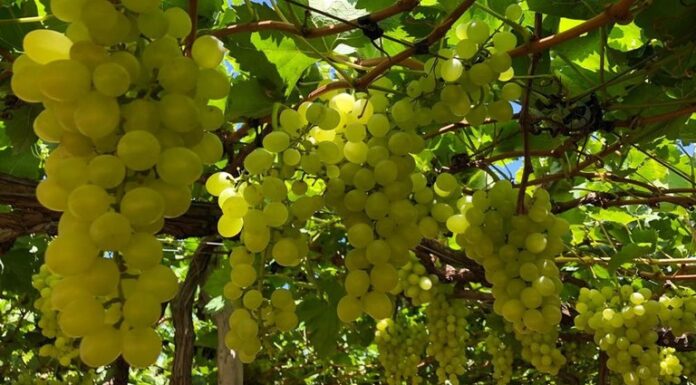 Uvas do Vale do São Francisco passam a ser exportadas para Europa com tarifa zero