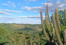 Pernambuco poderá ampliar em 15 mil hectares a área protegida na Caatinga