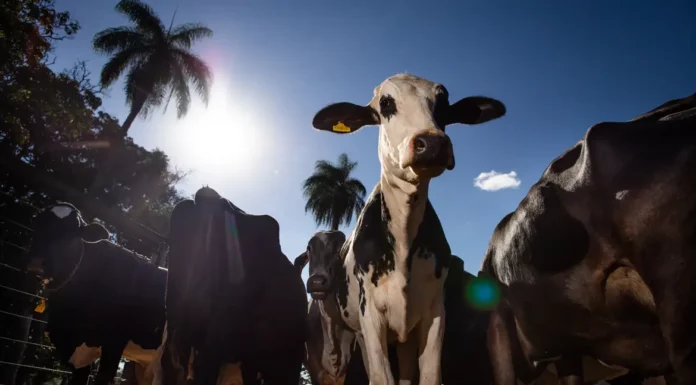 União Europeia oficializa veto à carne brasileira a partir de setembro