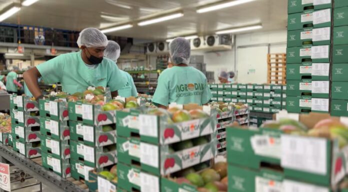 Frutas do Vale do São Francisco devem ficar de fora do tarifaço de 25% proposto pelos EUA