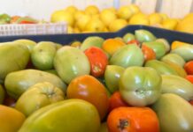 Doação de produtores rurais fortalece ações de combate à insegurança alimentar em Lagoa Grande