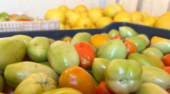 Doação de produtores rurais fortalece ações de combate à insegurança alimentar em Lagoa Grande