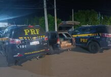 PRF resgata 250 pássaros silvestres na BR 116, em Parnamirim