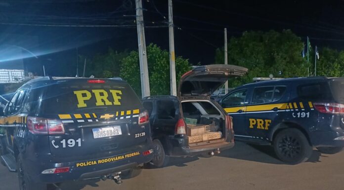 PRF resgata 250 pássaros silvestres na BR 116, em Parnamirim