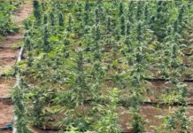 Polícia erradica 27 mil pés de maconha na zona rural de Casa Nova