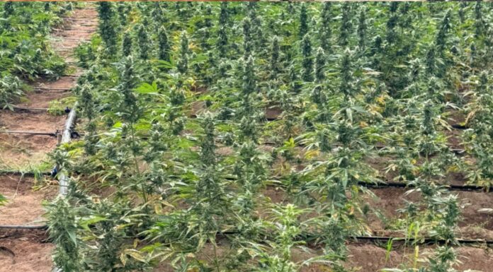 Polícia erradica 27 mil pés de maconha na zona rural de Casa Nova