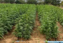 Polícia erradica mais 42 mil pés de maconha em segundo dia de ações em Cabrobó