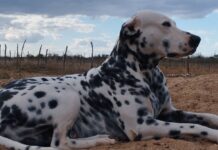 Cachorro é morto a tiros e tem corpo queimado em comunidade rural de Santa Maria da Boa Vista