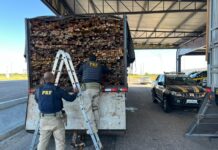 PRF apreende 623 m³ de madeira irregular e resgata aves silvestres em Petrolina, Salgueiro e Serra Talhada