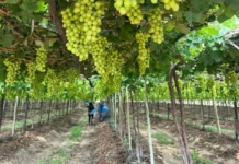 Abrafrutas critica veto integral ao Projeto dos Safristas