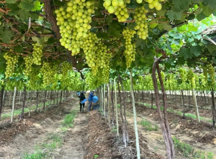 cultivo-irrigado-de-uva-em-Petrolina-Foto-arquivo-Sebrae-2