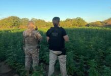 Polícia destrói 56 mil pés de maconha na zona rural de Cabrobó