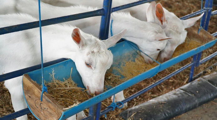 Em convênio com Governo da Bahia, Centro de Comercialização de Animais será construído em Casa Nova
