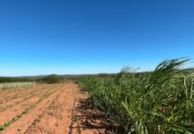 Programas de incentivo à agricultura familiar em Petrolina estão disponíveis para adesão de produtores; saiba como acessar
