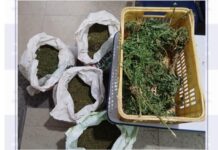 PM erradica 30 mil pés de maconha e apreende 43 kg da droga na zona rural de Petrolina