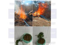 Polícia Militar erradica plantação de maconha e apreende 6,8 kg da droga, em Santa Maria da Boa Vista
