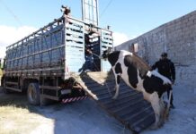 Petrolina + Limpa: Operação integrada atua no combate de criatório de animais na zona urbana da cidade