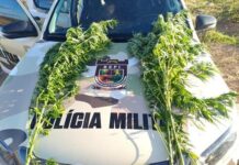 Policiais do BEPI destroem plantação com mais de 12 mil pés de maconha em Lagoa Grande