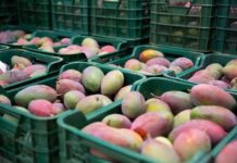 Exportações brasileiras de frutas batem recorde no primeiro semestre de 2026