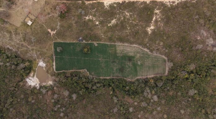 PF deflagra operação contra cultivo ilegal de maconha na Bahia, Pernambuco e em Alagoas