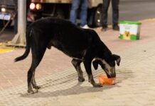 Prefeitura de Petrolina orienta população sobre os cuidados com cães e gatos durante períodos de altas temperaturas