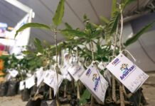 Carro da Planta distribui mudas gratuitas nesta quarta-feira na Praça do Bambuzinho