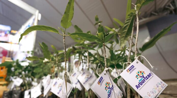 Carro da Planta distribui mudas gratuitas nesta quarta-feira na Praça do Bambuzinho