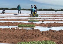 Irrigantes de Pernambuco passam a ter mais liberdade para usar energia com desconto em outros horários