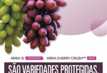 Campanha combate produção sem autorização de variedades patenteadas de uvas