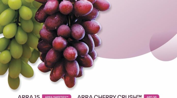 Campanha combate produção sem autorização de variedades patenteadas de uvas