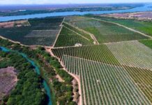 Dia Nacional do Campo Limpo reforça importância da destinação correta de embalagens de defensivos agrícolas