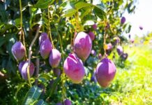 Bioinsumos ganham protagonismo na fruticultura e setor pede participação na regulamentação da lei