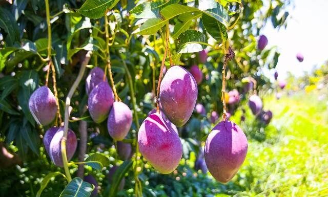 Bioinsumos ganham protagonismo na fruticultura e setor pede participação na regulamentação da lei
