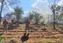 PM erradica plantio com mais de 2 mil pés de maconha em Cabrobó