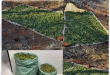 Polícia Militar apreende 17 kg de maconha na zona rural de Cabrobó
