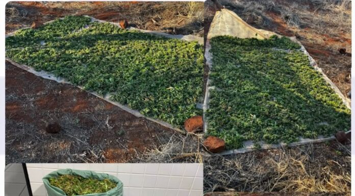 Polícia Militar apreende 17 kg de maconha na zona rural de Cabrobó