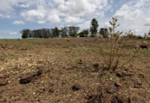 MDA anuncia R$ 849 milhões para estoques de milho e reforço de ações contra efeitos da seca e do El Niño no Semiárido pernambucano
